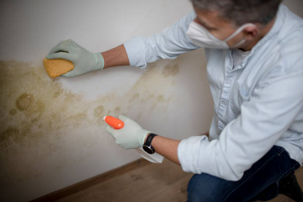 Reliable India Hook, SC Mold Removal Solutions