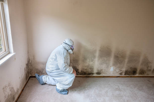 Best Mold Removal Process  in India Hook, SC