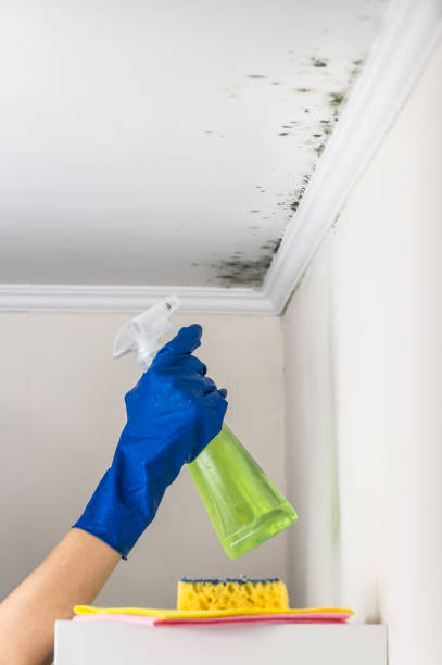 Best Residential Mold Removal  in India Hook, SC